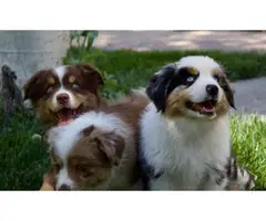 Miniature Australian Shepherd Puppies for Sale - 4