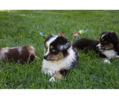 Miniature Australian Shepherd Puppies for Sale - 5
