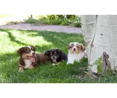 Miniature Australian Shepherd Puppies for Sale - 6