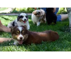 Miniature Australian Shepherd Puppies for Sale - 7