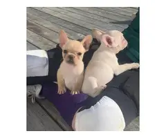 2 beautiful Cream French bulldog puppies for sale