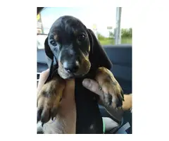 Purebred black and tan coonhound puppies for sale