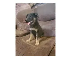 Black and tan German Shepherd puppies - 1