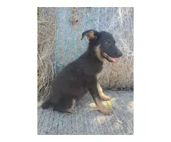 Black and tan German Shepherd puppies - 6