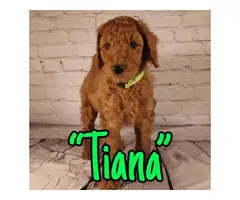 Standard Poodle Puppies for Sale