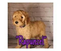 Standard Poodle Puppies for Sale - 2