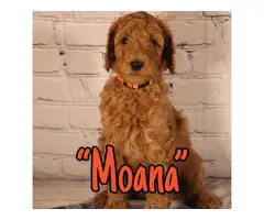 Standard Poodle Puppies for Sale - 4