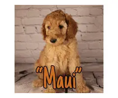 Standard Poodle Puppies for Sale - 5