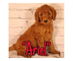 Standard Poodle Puppies for Sale - 7