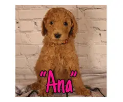 Standard Poodle Puppies for Sale - 12