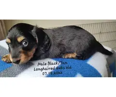 Akc Registered Miniature Dachshunds Puppies for Sale