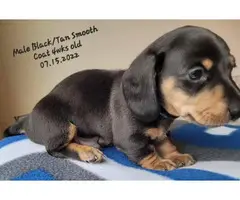 Akc Registered Miniature Dachshunds Puppies for Sale