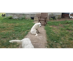 Great Pyrenees puppies (Only Males Left)