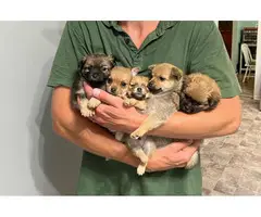 5 PomChi puppies for sale