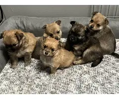 5 PomChi puppies for sale