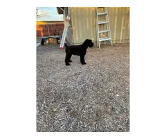 Giant Schnauzer puppy for sale - 5