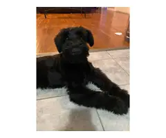 Giant Schnauzer puppy for sale - 7
