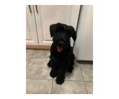 Giant Schnauzer puppy for sale - 8