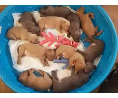 Healthy Pit bull puppies - 4