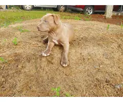 Healthy Pit bull puppies - 5