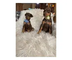 Beautiful full breed Doberman puppies for Sale