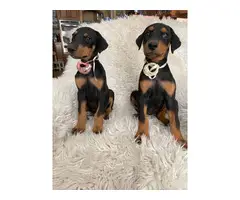 Beautiful full breed Doberman puppies for Sale - 2