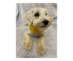 5 Schnauzer puppies available