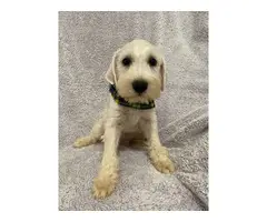 5 Schnauzer puppies available