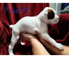 Full-blooded Boxer puppies for sale