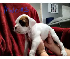 Full-blooded Boxer puppies for sale - 2
