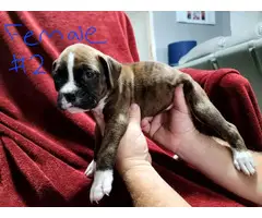 Full-blooded Boxer puppies for sale - 6