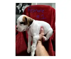 Full-blooded Boxer puppies for sale - 7
