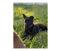 Belgian Malinois puppies for sale - 2