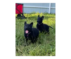 Belgian Malinois puppies for sale - 3