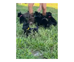 Belgian Malinois puppies for sale - 4