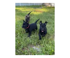 Belgian Malinois puppies for sale - 5