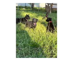 Belgian Malinois puppies for sale - 8