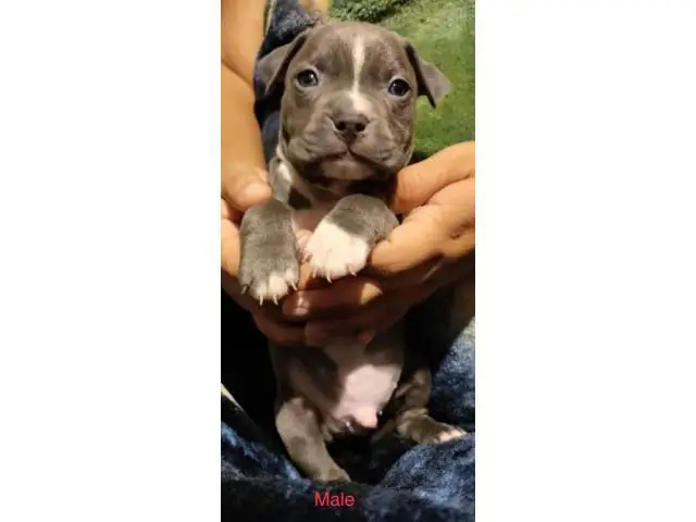 6 American Pitbull puppies for sale