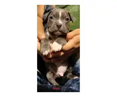 6 American Pitbull puppies for sale