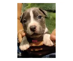 6 American Pitbull puppies for sale