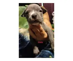 6 American Pitbull puppies for sale