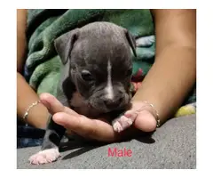 6 American Pitbull puppies for sale