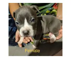6 American Pitbull puppies for sale