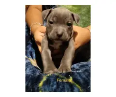 6 American Pitbull puppies for sale