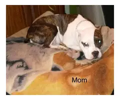 6 American Pitbull puppies for sale