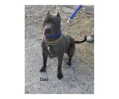 6 American Pitbull puppies for sale