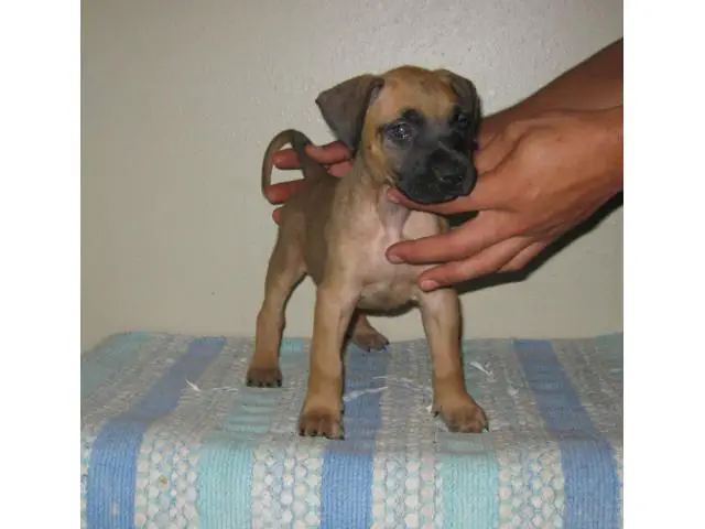 8 Presa Canario puppies for sale - 2/10