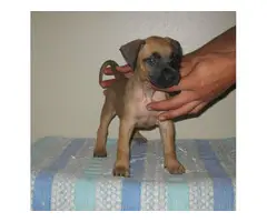 8 Presa Canario puppies for sale - 2