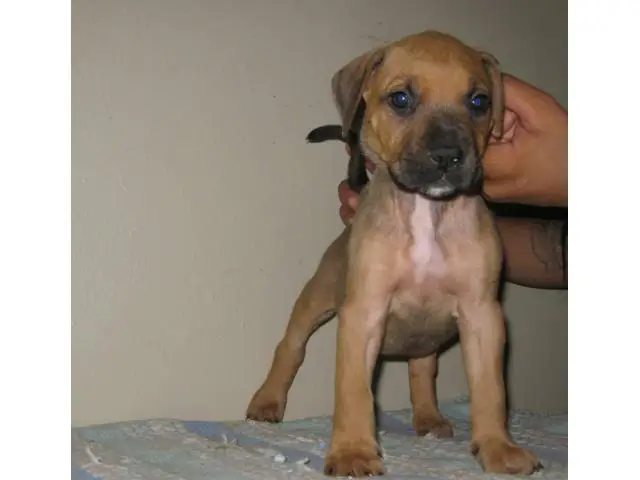 8 Presa Canario puppies for sale - 3/10