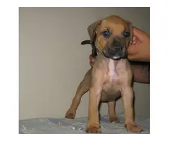 8 Presa Canario puppies for sale - 3